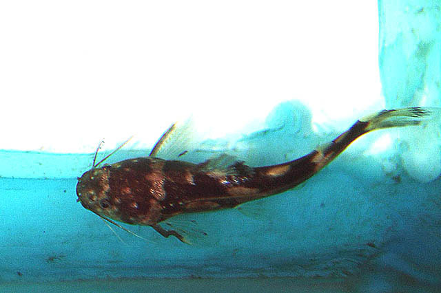 (Akysis) Род АКИСЫ 24 вида